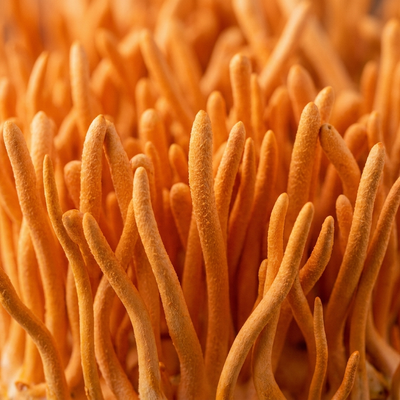 Cordyceps