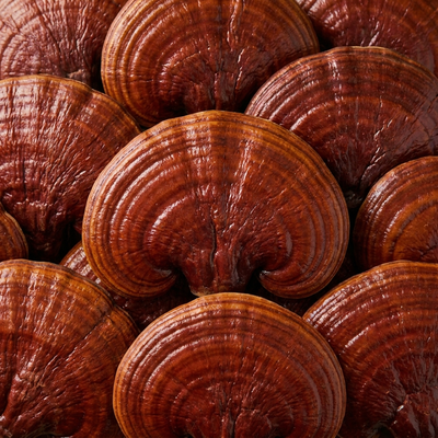 Reishi