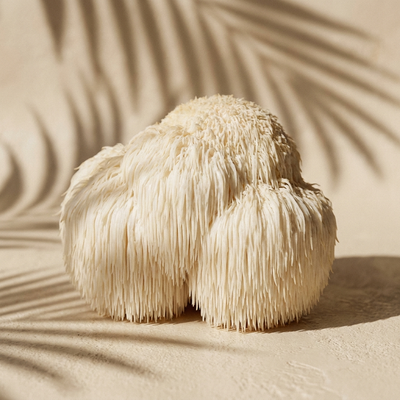 Lion's Mane